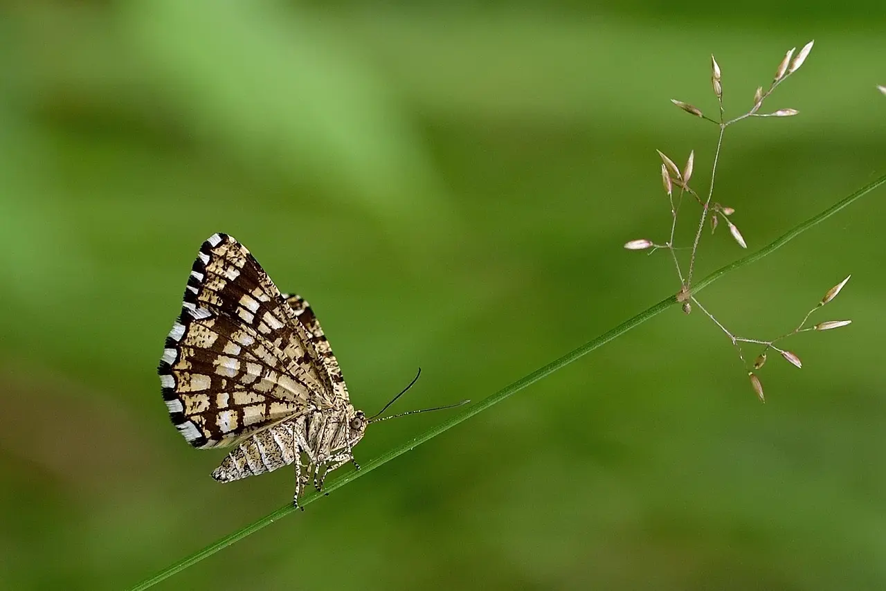 Åbning i Krydsord guide