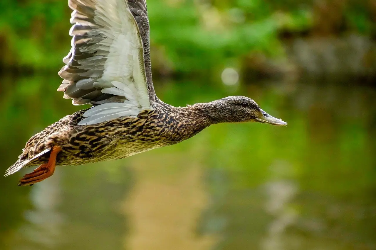 Tips til Digte i Krydsord