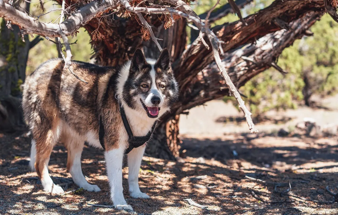 Få løsning på Bod Krydsord
