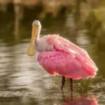 10 skjulte gebyrer ved all inclusive-pakkerejser