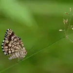 Åbning i Krydsord guide