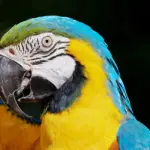 Del Af Fugl Krydsord svar