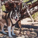 Få løsning på Bod Krydsord