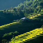 Hvor er de smukkeste lavendelfelter i Provence?
