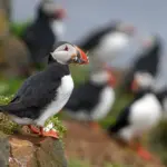 Hvor kan du se søpapegøjer på Island i juni?