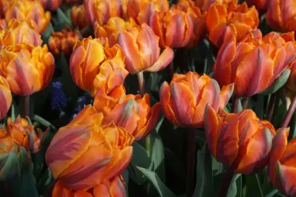 Hvor kan du se tulipaner i Holland uden for Keukenhof?