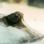 Hvor kan du snorkle med djævlerokker i Indonesien?