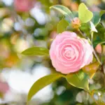 Kameliaruten i Galicien: haver i vinterblomstring