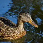 Krydsord ordliste til Nation