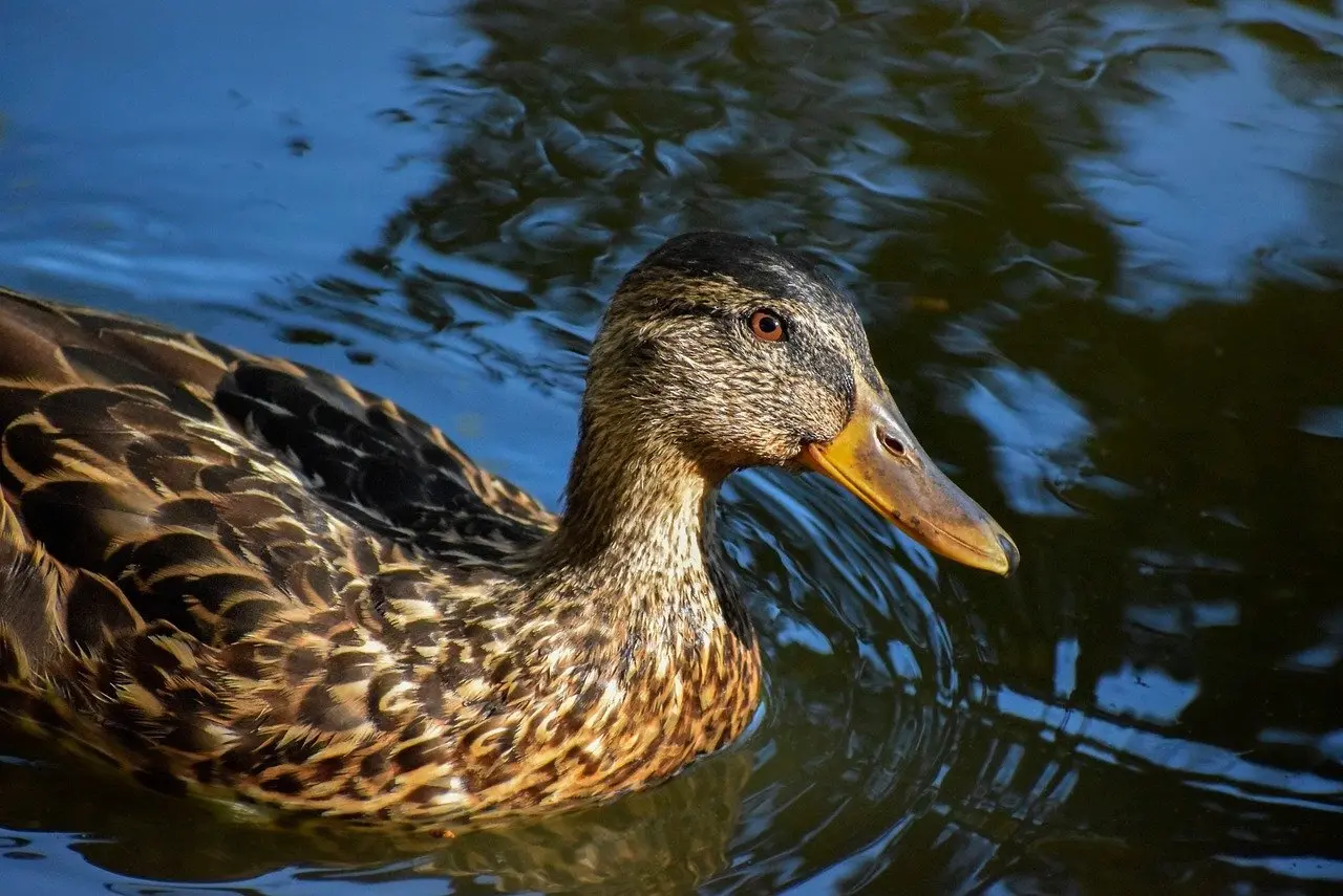 Krydsord ordliste til Nation