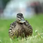 Krydsord Svar for Bibelsk Navn