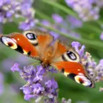 Krydsord Synonymer: Snu