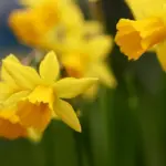 Løsningsord til Instrument i krydsord