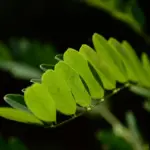 Medvirkende i Dungeons & Dragons: Honor Among Thieves