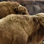 Mød moskusokser på Dovrefjell