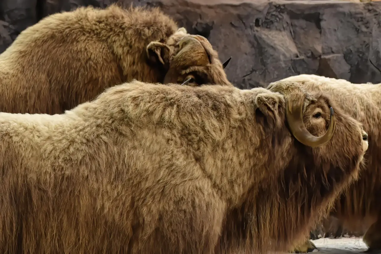 Mød moskusokser på Dovrefjell
