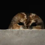 Ord Fuglebo Krydsord Løsning