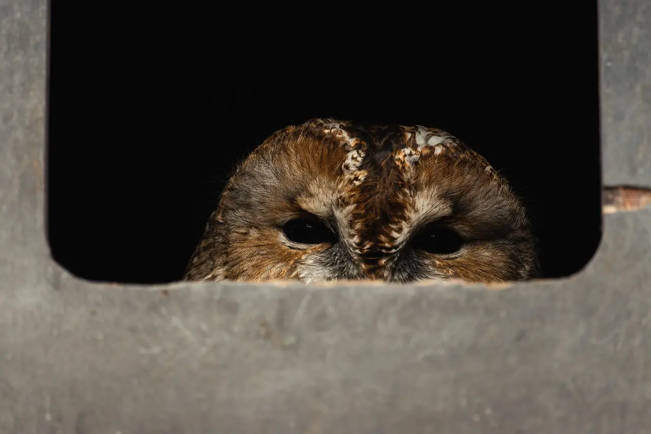 Ord Fuglebo Krydsord Løsning