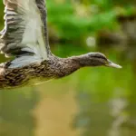 Tips til Digte i Krydsord