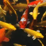 Tips til Karpe krydsord